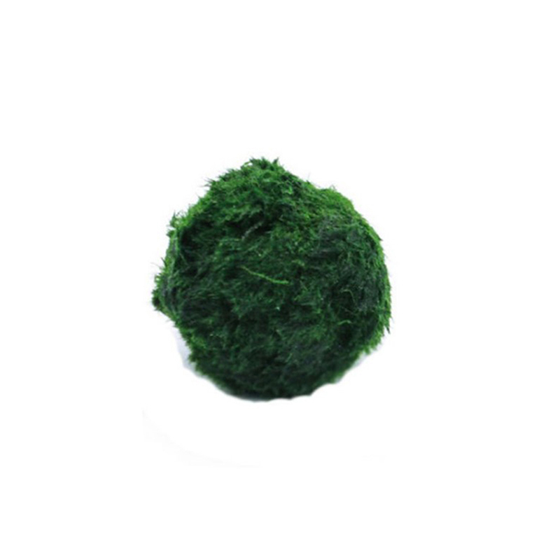 Marimo Moss Balls Live Aquariu - Marine Aquarium Live recensione e prezzo